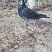 10عدد کبوتر نر پرشی|پرنده|اسفراین, |دیوار