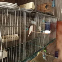 مرغ عشق|پرنده|بشاریات, |دیوار