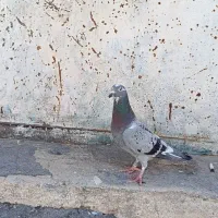 پلاکی مسافتی