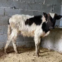 گوساله نر ورزاکوله دورگ جنس