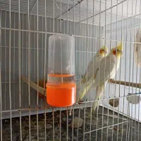 عروس هلندی جفت کارداده