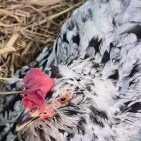 فروش تخم نطفه دار نژاد اصیل گلین لری کرچ شو