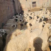 میش عراقی داشتی|حیوانات مزرعه|سرچهان, |دیوار