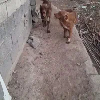 سگ گم شده|حیوانات|فلاورجان, |دیوار