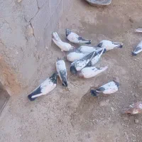 کبوتر کله دار|پرنده|کبودرآهنگ, |دیوار