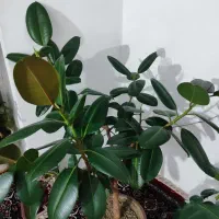 گل طبیعی گوش فیلی|گل و گیاه طبیعی|سنندج, |دیوار