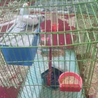 مرغ عشق|پرنده|بجنورد, |دیوار