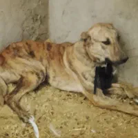 سگ ماده زرنگ باهوش