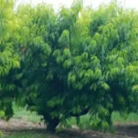 خرید و برداشت هلو