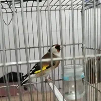 سهره نشوندار