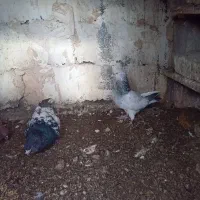 کبوتر نروماده کله سیاه و زرد