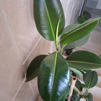 گلدان فیکوس