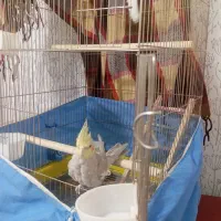 عروس هلندی سرحال ودستی|پرنده|اشتهارد, |دیوار