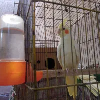 عروس هلندی نر|پرنده|بندر امام خمینی, |دیوار