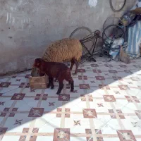 دو عدد گوسفند مطفل