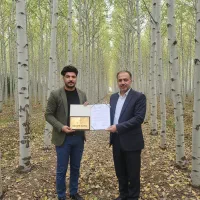 عرضه مستقیم نهــال صنــوبر با ضمانت کیفیت