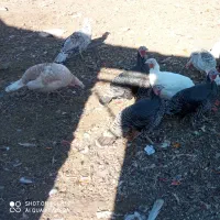 بوقلمون نر ماده|حیوانات مزرعه|بیلوار, |دیوار