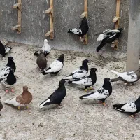 بهبونی رنگی زدخوردی