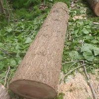 خریدار چوب درخت تبریزی|خدمات باغبانی و درختکاری|تنکابن, |دیوار