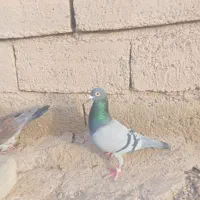 جوانه طوقی سبز وگس پلنگ سیاه