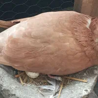 فروش کبوتر ماده زرد و نر قرمز