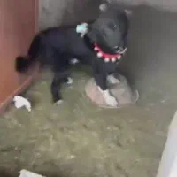 سگ قهدریجانی  مخصوص نگهبانی  ۱۲ممیلییون