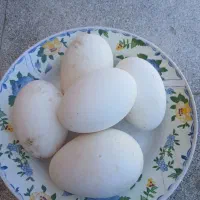 تخم غاز نطفه دار