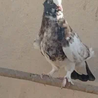 جوجه|پرنده|قم, شاه سید علی|دیوار