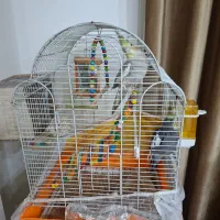 عروس هلندی با قفس