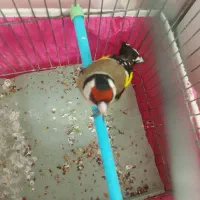 سهره نر بخون