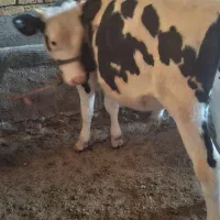 گوساله نر سمینتال گاو