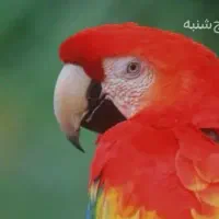 خرید  فروش ملنگو شاه طوطی گیرینچیک کاسکو راهب