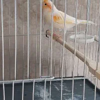 فروش قناری نر زیبا و بلند|پرنده|صحنه, |دیوار