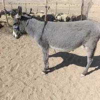 ماده خر گله ای اروم ۳سال|حیوانات مزرعه|بلداجی, |دیوار