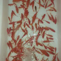 ماهی قرمز عمده و خرده