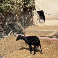 بز مورسیا|حیوانات مزرعه|تهران, افسریه جنوبی|دیوار