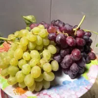 باغ انگور