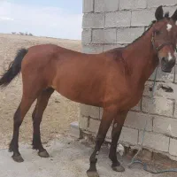 اسب مادیون مدرک دار