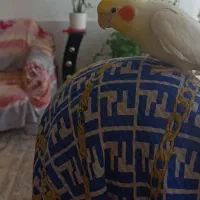 عروس هلندی نرسخنگو