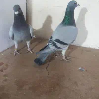 کبوتر پلاکی|پرنده|همدان, |دیوار