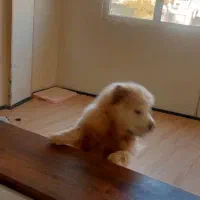 سگ چاوچاو|سگ|تهران, تهرانپارس غربی|دیوار