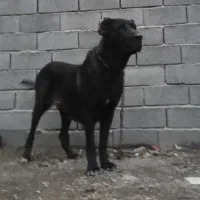 ماده سرابی درجه یک دم( فحل)