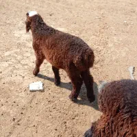 فروش میش آبستن و بره نر|حیوانات مزرعه|داراب, |دیوار