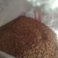 گندم آبی رقم پیشگام بوجاری شده