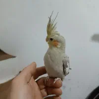 عروس هلندی|پرنده|تبریز, |دیوار