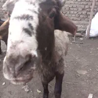 نر بره|حیوانات مزرعه|جلین, |دیوار