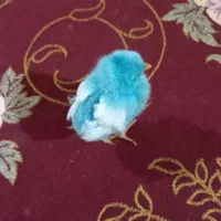 ۱عدد جوجه رنگی