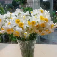 فروش ویژه گل نرگس