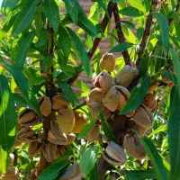 مجموعه نهالستان نصیری|خدمات باغبانی و درختکاری|خسروشاه, |دیوار