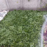 نعنا فرنگی درجه یک